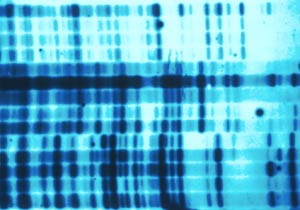 DNA Fingerprinting of Related Species