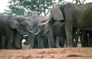 Meeting of elephants in Chobe NP, Botswana