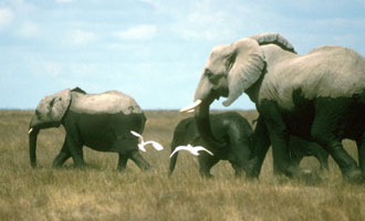 Elephants leaving Longinye Swamp,
Amboseli NP