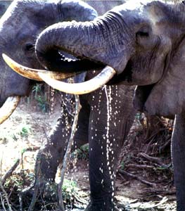 Elephant bulls in the Shimba Hills of Kenya