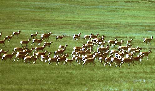 Mongolian Gazelle Migrating between Pastures