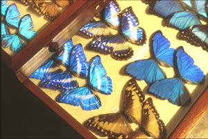 Butterflies collected from forest canopy