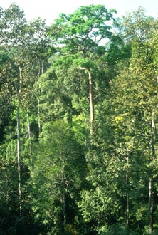 Tropical Rain Forest in central Malaysia