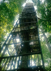 Tree platform for studying rain forest canopy