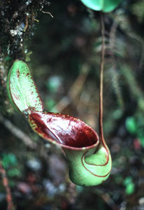 Pitcher plant - Mt Kinabalu, Sabah, Malaysia