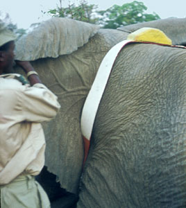 Radio transmitter being attached to bull elephant
