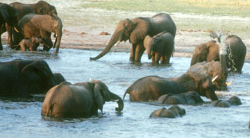 Elephants at Pan in Hwange NP