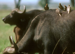 Buffalo with oxpeckers