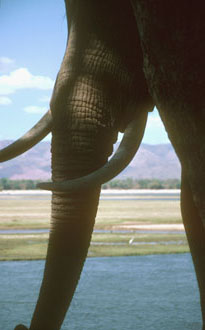 Elephant in camp on Zambezi River