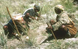 Bushman women foraging