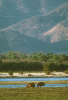 Hippos in the Zambezi