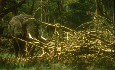Elephant and fever tree