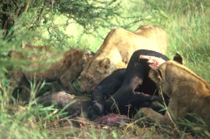 Lionesses on kill