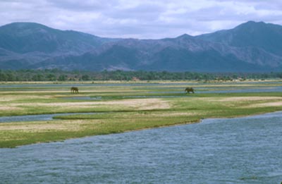 Elephants on an island in the Zambezi